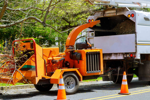 Best Palm Tree Trimming  in Mill Plain, CT