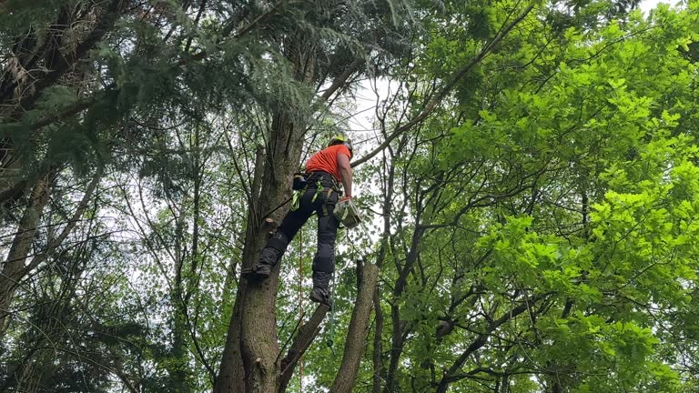 Best Root Management and Removal  in Mill Plain, CT