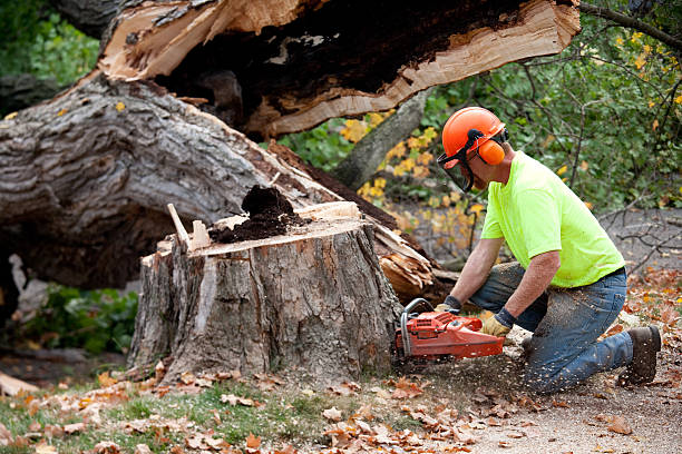 Trusted Mill Plain, CT Tree Services Experts