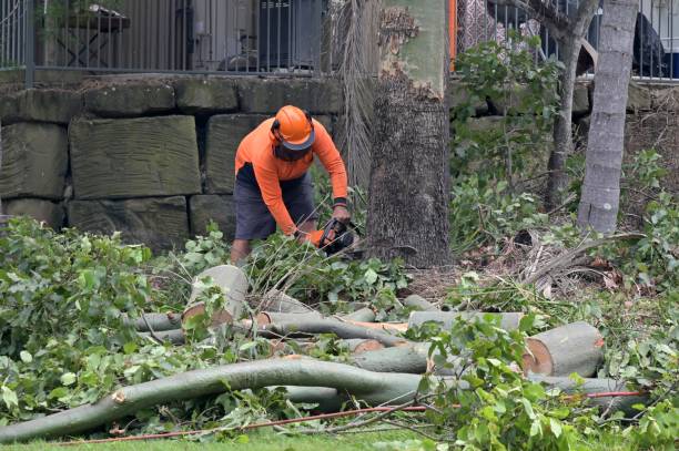 Best Tree Risk Assessment  in Mill Plain, CT