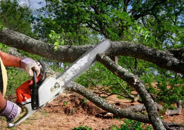 Best Seasonal Cleanup (Spring/Fall)  in Mill Plain, CT