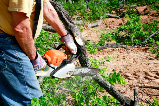 Best Tree Preservation Services  in Mill Plain, CT